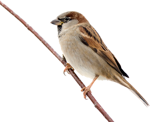 Sparrow Download gratuito PNG