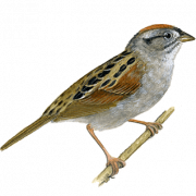 Sparrow Png Clipart
