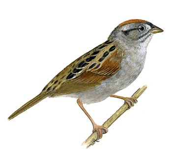 Sparrow PNG Clipart