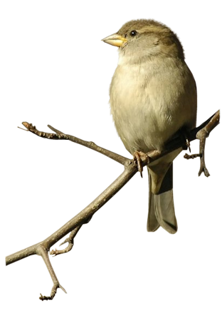 Sparrow PNG Image