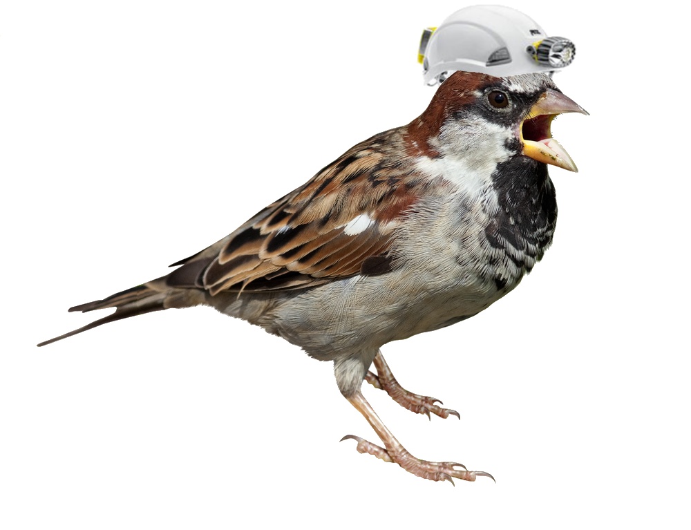Sparrow PNG Picture