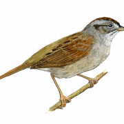 Sparrow trasparente