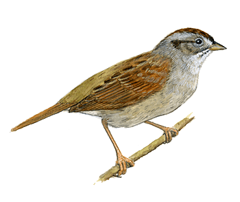Sparrow trasparente