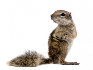 Squirrel Free Download PNG