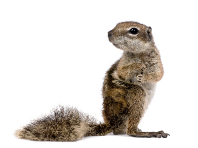 Squirrel Free Download PNG