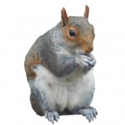 Squirrel Png