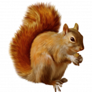 Squirrel Png Clipart