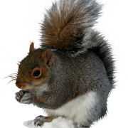 Immagine PNG di scoiattolo
