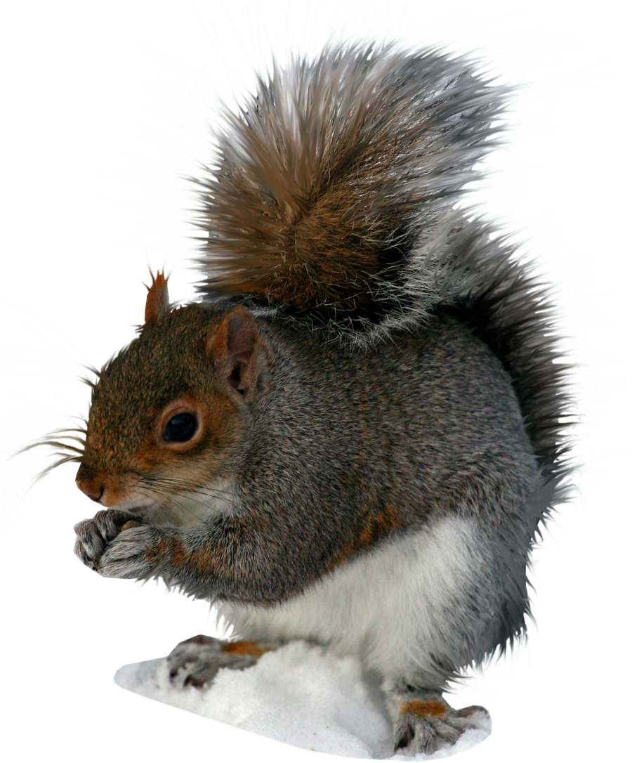 Squirrel PNG -afbeelding