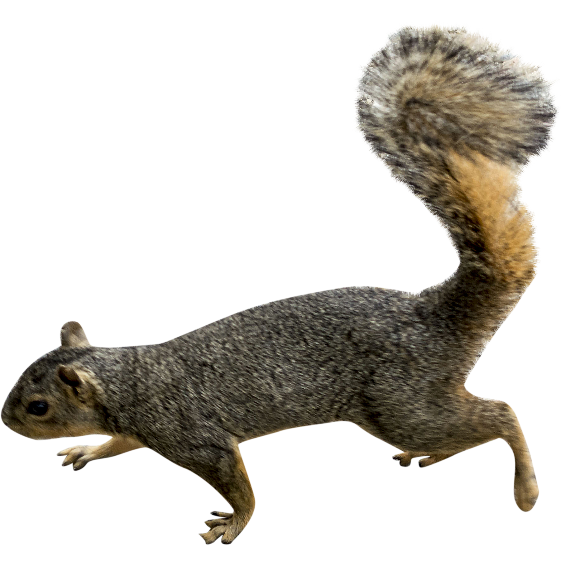 Squirrel PNG Picture