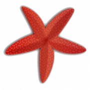 Starfish Gratis Unduh PNG