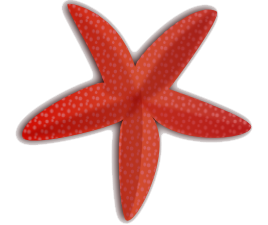 Starfish Free Download PNG
