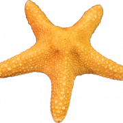 Gambar png gratis bintang laut