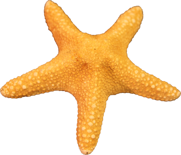 Immagine PNG senza stelle marine