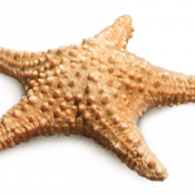 Étoiles de mer PNG
