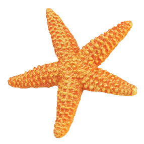 Starfish Png Clipart