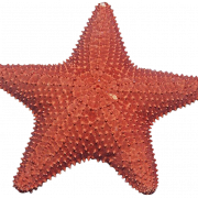 Image PNG étoile de mer