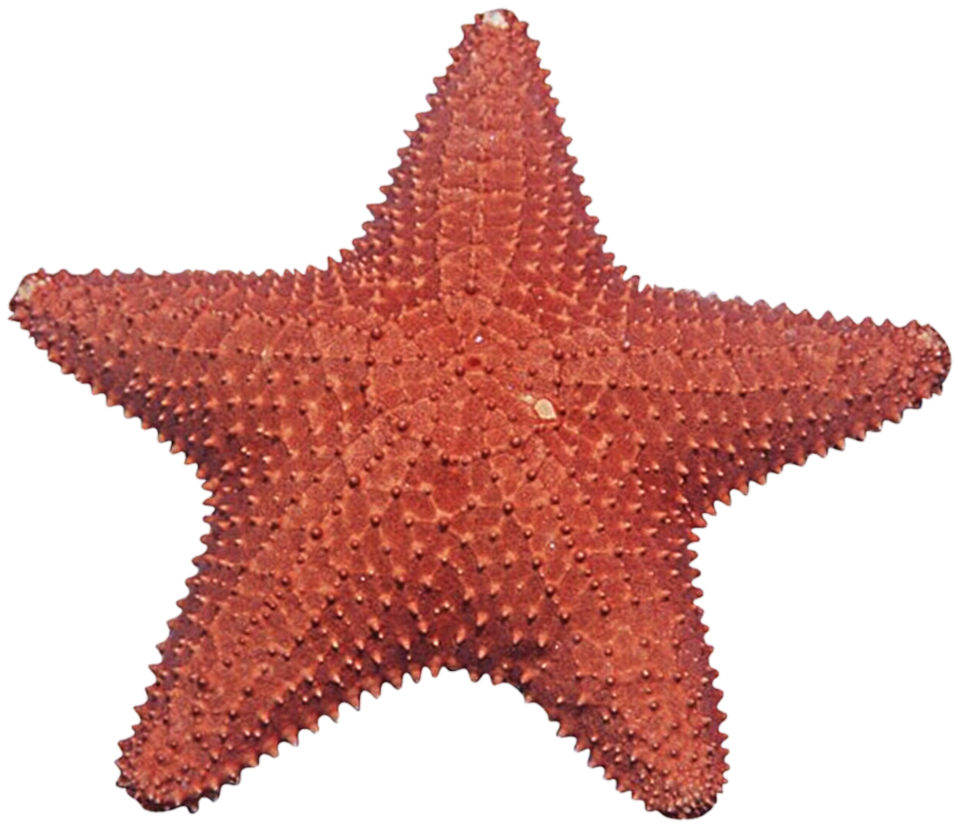 Starfish Png Immagine