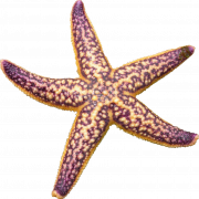 Image PNG étoile de mer