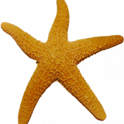 Étoile de mer transparente