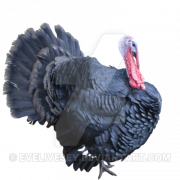 Pavo png clipart