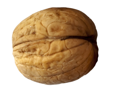 Walnut PNG Picture