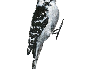 Woodpecker PNG Clipart