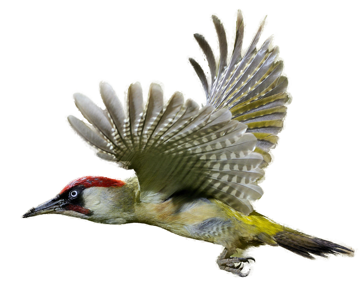 Woodpecker PNG Image
