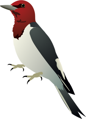 Woodpecker trasparente