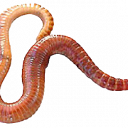 Worms PNG Clipart