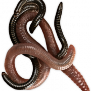 Worms png pic