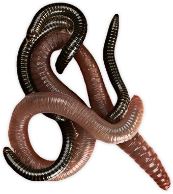 Worms PNG Pic