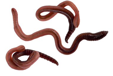 Worms PNG