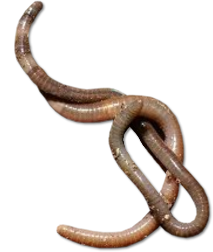 Worms Transparent