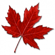 Canada Leaf PNG Image