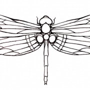 Dragonfly Tattoos PNG