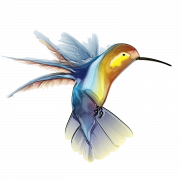 Tato burung kolibri