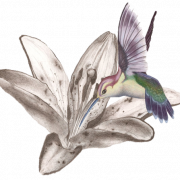 Hummingbird tatoeages gratis PNG -afbeelding