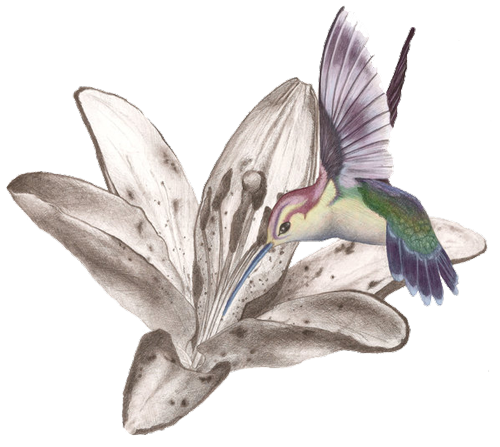 Hummingbird Tattoos Free PNG Image