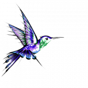 Tatouages ​​de colibri transparents