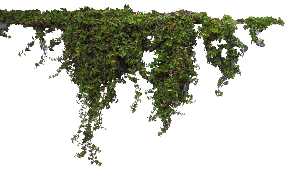 Plants Free PNG Image