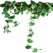 Растения PNG Image