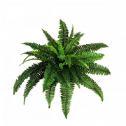 Растения PNG Pic