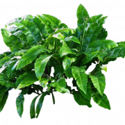Imagen de PNG de plantas