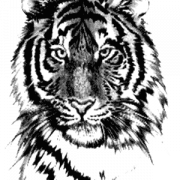 Tiger Tattoos PNG Image