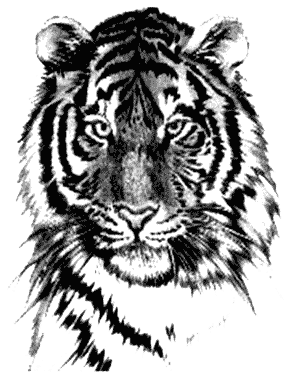 Gambar Tato harimau png