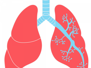 Lungs Free Download PNG