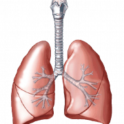 Lungen PNG Clipart