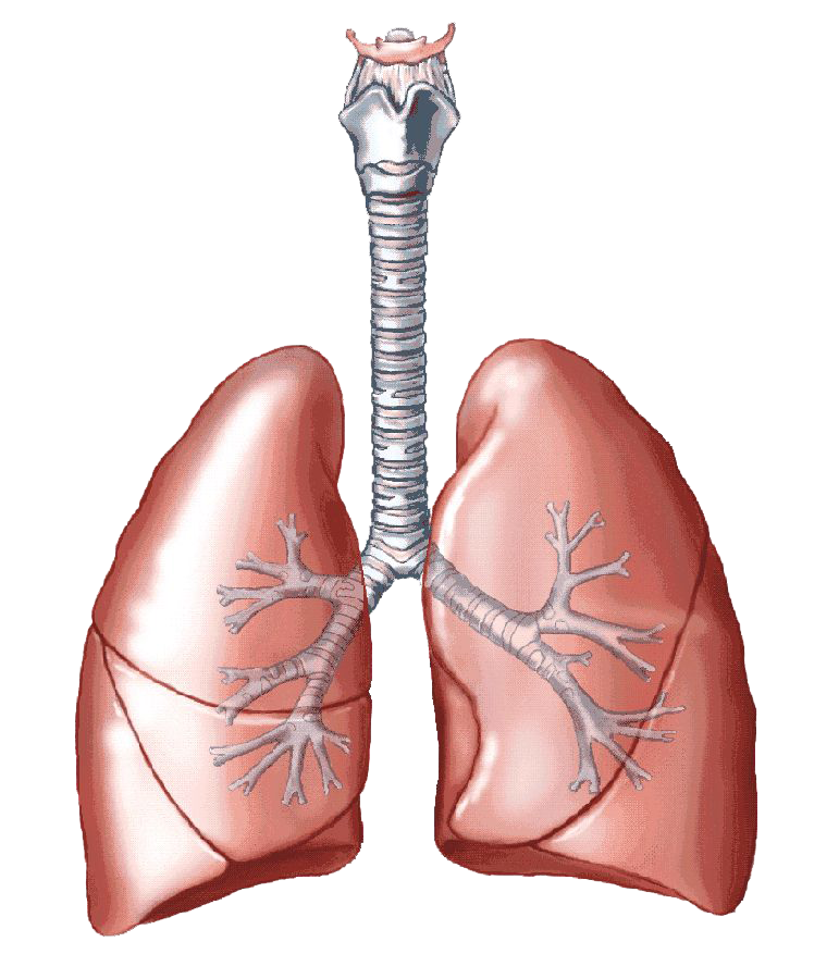 Lungs PNG Clipart