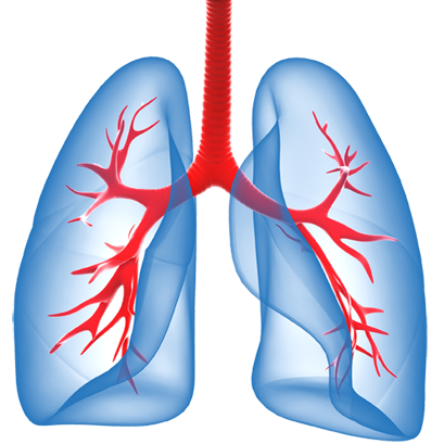 Lungs PNG File